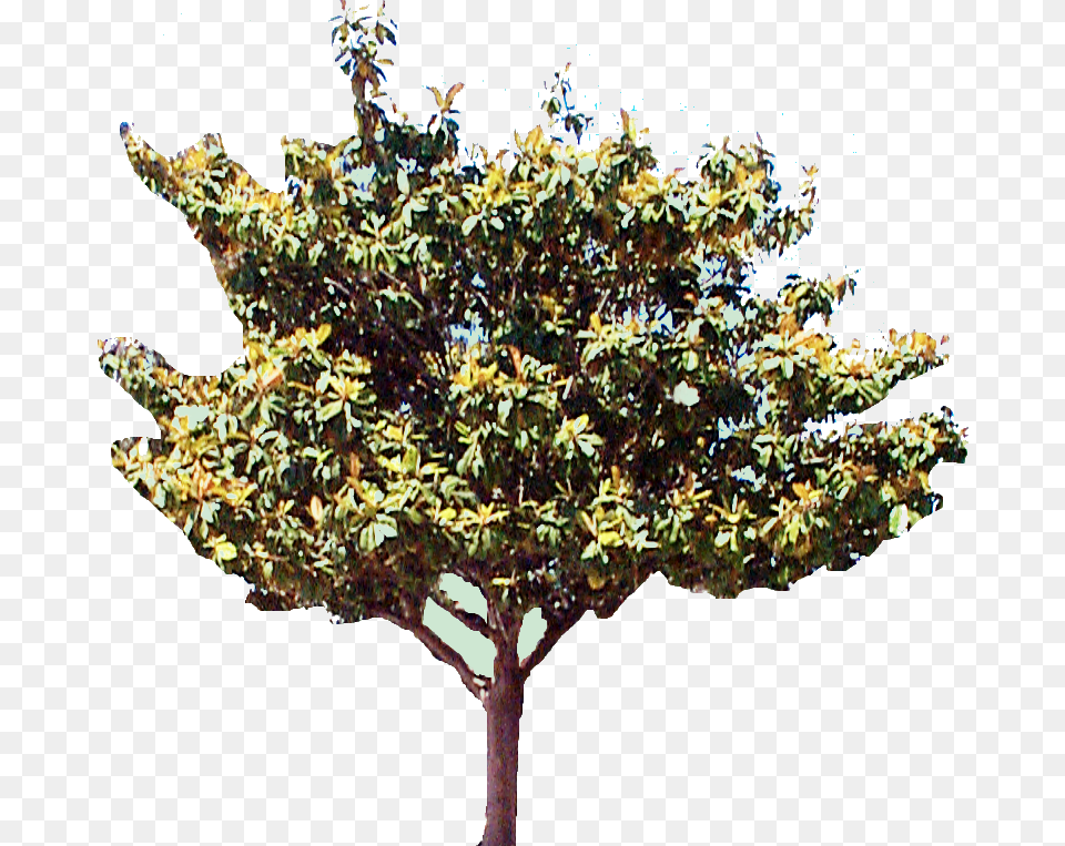 Magnolia Tree Tree, Leaf, Plant, Tree Trunk, Oak Free Png