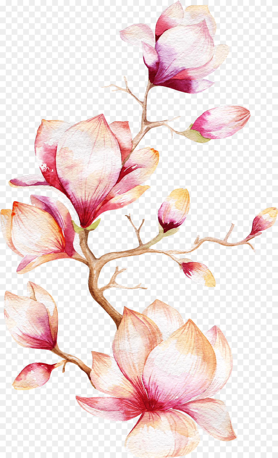 Magnolia Tree Watercolor Painting Black And White Watercolor Flowers Free Png