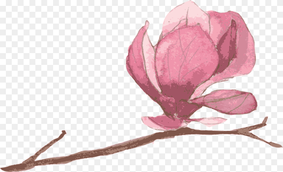Magnolia U2013 Mollyu0027s Book Nook, Flower, Petal, Plant, Bud Png