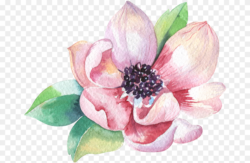 Magnolia Watercolor Magnolia Clipart, Anemone, Dahlia, Flower, Plant Free Png Download