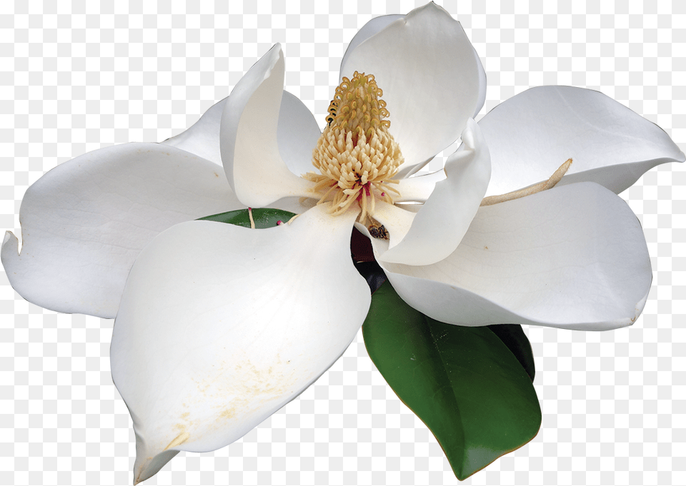 Magnolia White Flower Magnolia Flower Background, Petal, Plant, Pollen Free Png