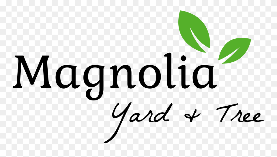 Magnolia Yard Trees Planting Beauty Cultivating Luxury, Plant, Green, Leaf, Astronomy Free Png Download