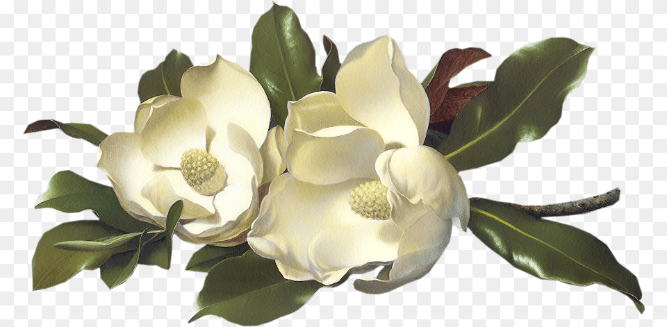 Magnolias Pozdrowienia Obrazki Ruchome, Flower, Plant, Araceae, Petal Png Image