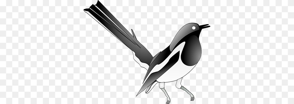 Magpie Animal, Bird, Blade, Dagger Free Png Download