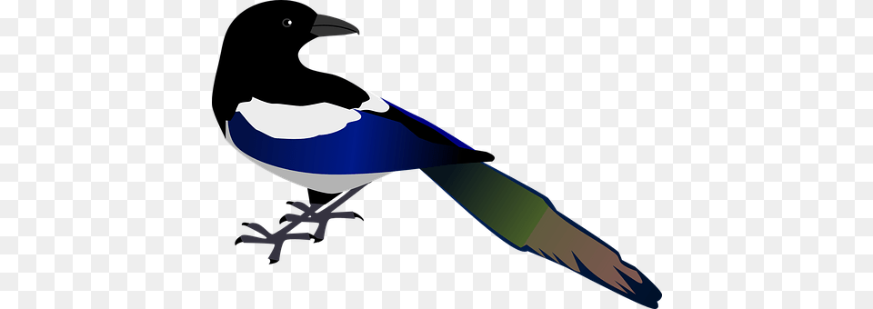 Magpie Animal, Bird, Jay Free Transparent Png