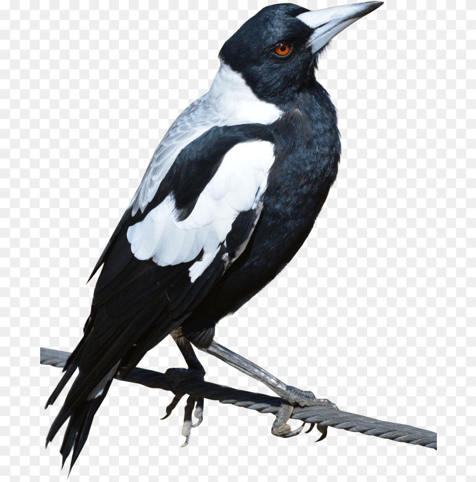 Magpie, Animal, Bird Png