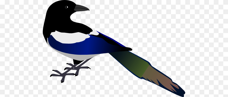 Magpie Bird Clip Art Vector Magpies And Other Corvids, Animal Png Image