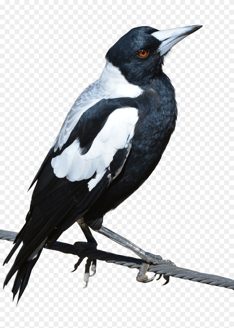 Magpie Bird Image, Animal Free Transparent Png