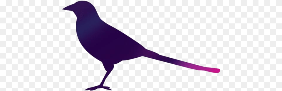 Magpie Bird Vector Crow, Animal, Blackbird, Fish, Sea Life Free Transparent Png