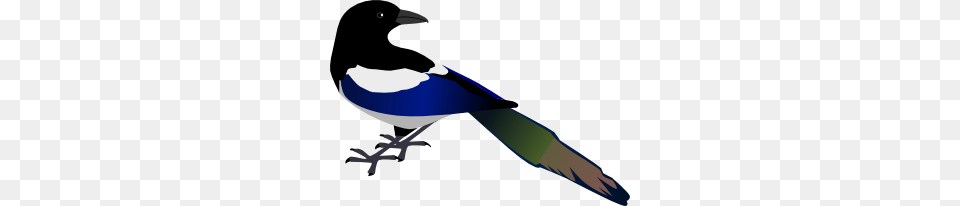 Magpie Clip Art Vector, Animal, Bird, Adult, Female Png