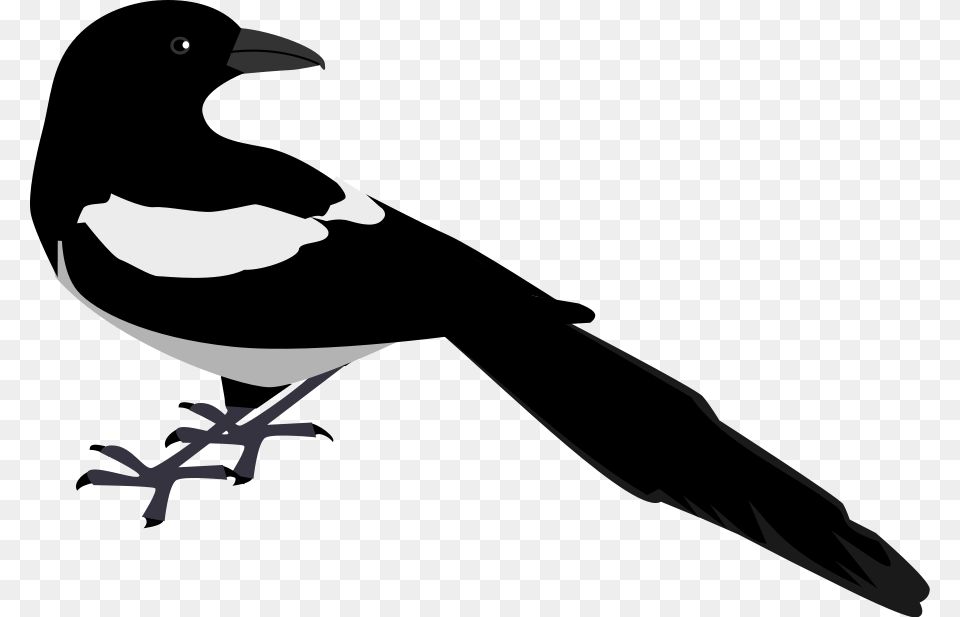 Magpie Clip Art Zeimusu Magpie Vector Clipart, Animal, Bird, Stencil Png Image