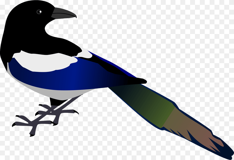 Magpie Clipart, Animal, Bird Png