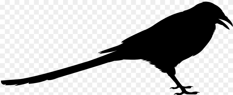 Magpie Silhouette, Animal, Bird, Blackbird Png Image