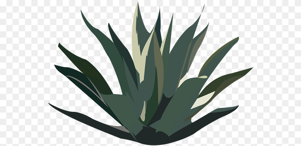 Maguey Desert Plant Tequila Agave Mexico Nature Agave De Maguey, Aloe, Agavaceae Free Png Download