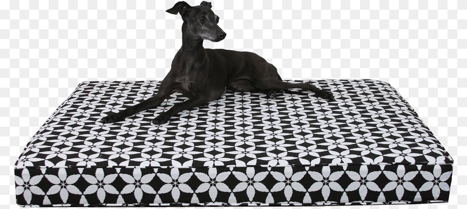 Magyar Agr, Animal, Canine, Dog, Mammal Free Png