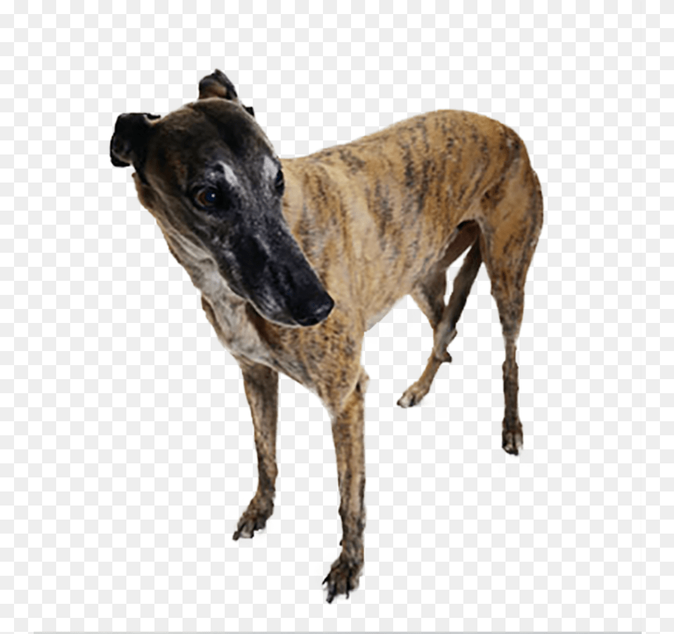 Magyar Agr, Animal, Canine, Dog, Mammal Png Image