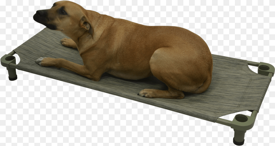 Mahar Pet Cot Companion Dog, Animal, Canine, Mammal, Plywood Free Png