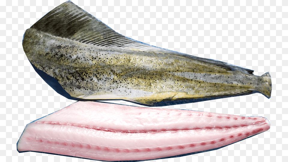 Mahi Mahi Filletdata Rimg Lazydata Rimg Scale, Animal, Fish, Sea Life Free Transparent Png