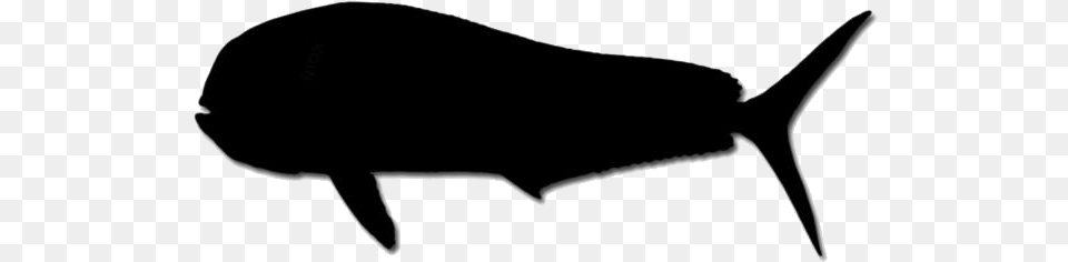 Mahi Mahi Transparent Images Whale, Silhouette, Animal, Fish, Sea Life Png