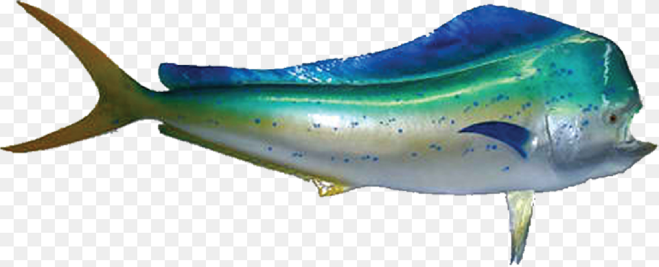 Mahi Mammalcetaceablue Whale Mahi Mahi Fish, Animal, Sea Life, Tuna, Shark Png Image