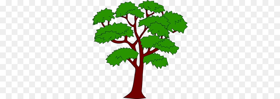 Mahogany Oak, Plant, Sycamore, Tree Png Image