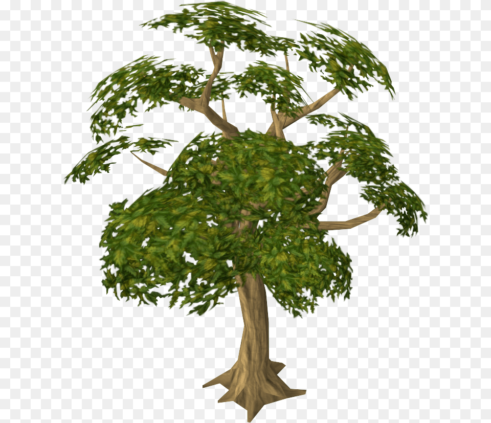 Mahogany Tree, Green, Oak, Plant, Potted Plant Free Png