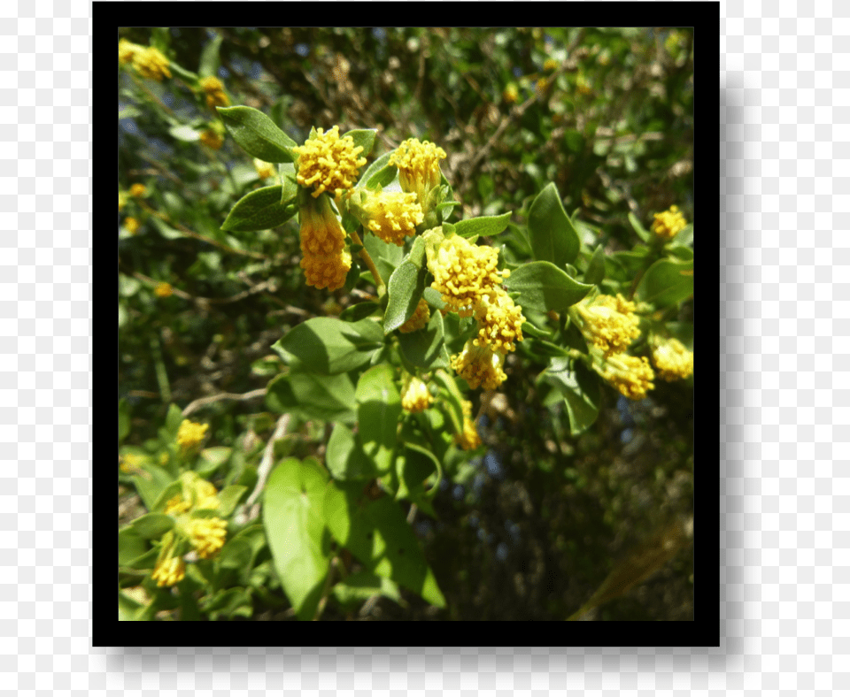 Mahonia, Daisy, Flower, Plant, Pollen Free Png Download