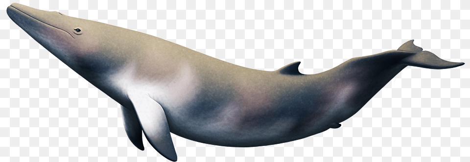 Maiabalaena Blue Whale, Animal, Mammal, Sea Life, Fish Free Transparent Png