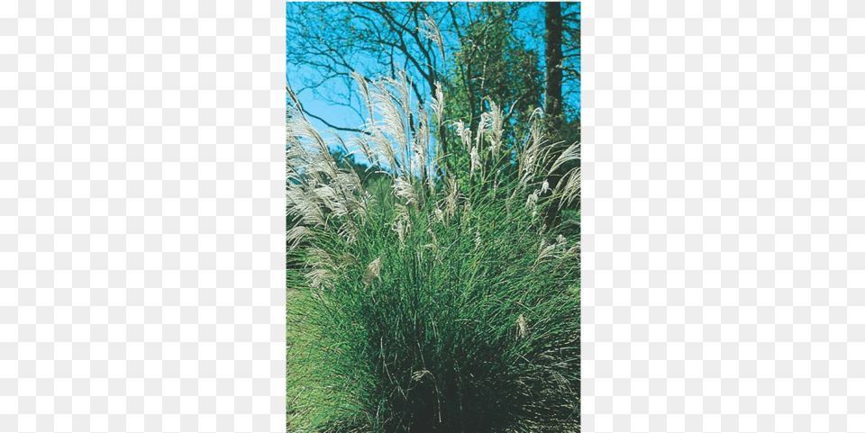 Maiden Grass Chinese Silver Grass, Plant, Vegetation, Reed, Tree Free Transparent Png