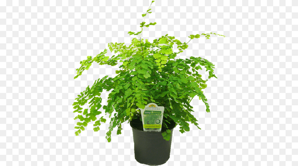 Maidenhair Fern Flowerpot, Leaf, Plant, Potted Plant Free Png Download