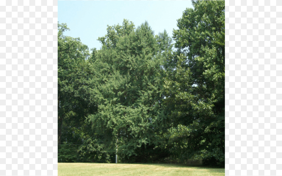 Maidenhair Tree, Conifer, Plant, Grass, Vegetation Free Transparent Png