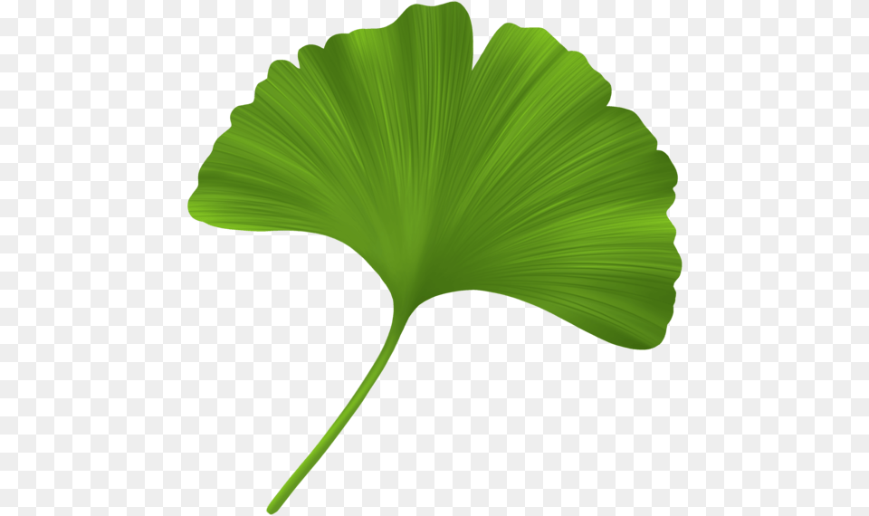 Maidenhair Tree, Leaf, Plant, Flower, Green Png Image