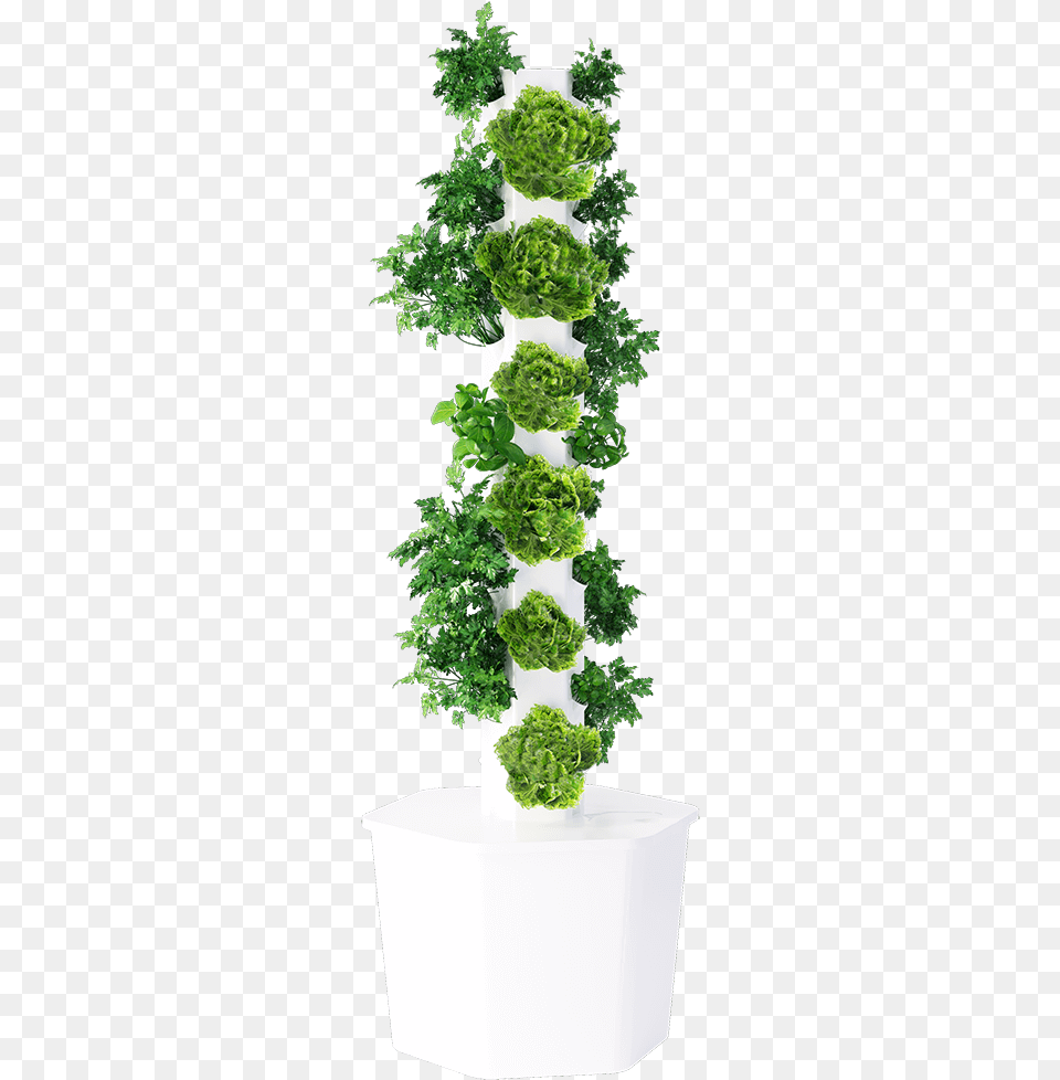 Maidenhair Tree, Green, Pottery, Potted Plant, Planter Free Transparent Png