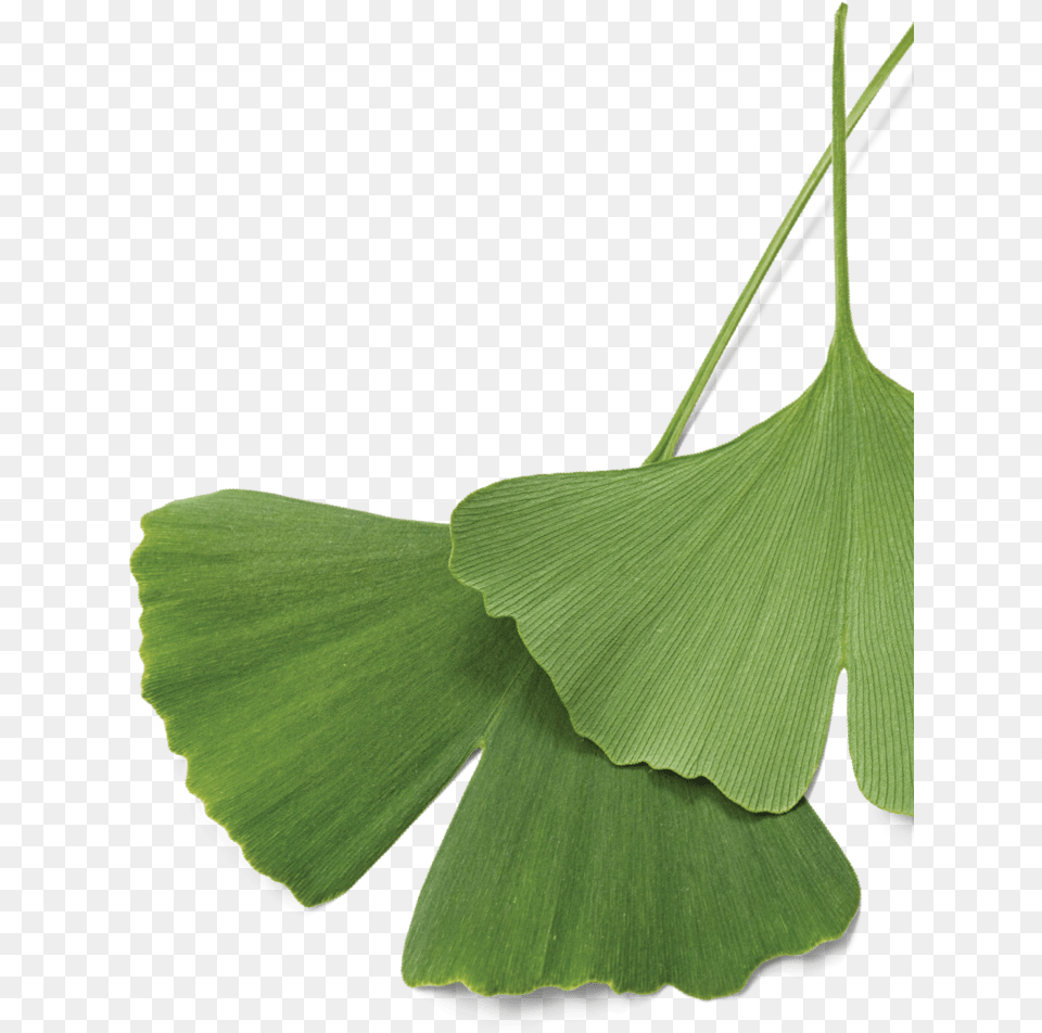 Maidenhair Tree, Leaf, Plant, Green Free Transparent Png