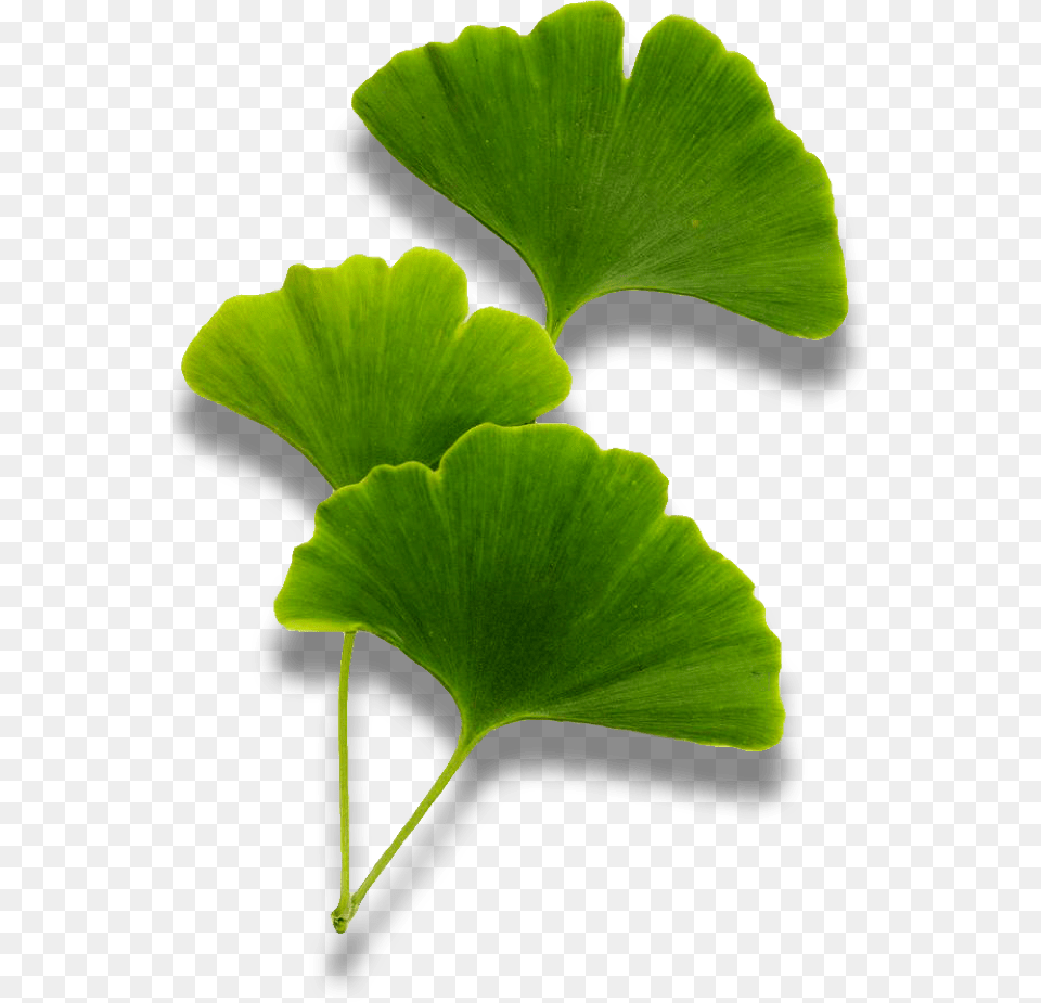 Maidenhair Tree, Green, Leaf, Plant, Herbal Free Transparent Png