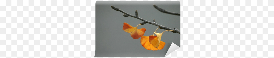 Maidenhair Tree, Leaf, Plant, Flower, Petal Free Png Download