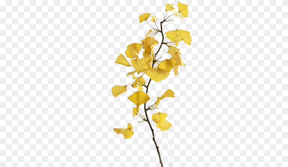 Maidenhair Tree, Flower, Leaf, Petal, Plant Free Transparent Png