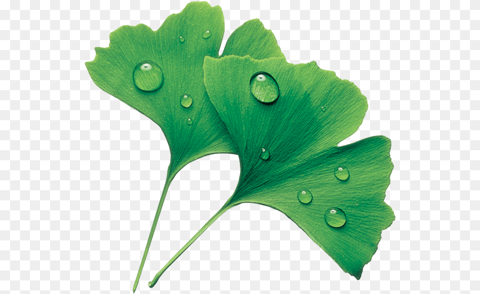 Maidenhair Tree, Leaf, Plant, Green Png