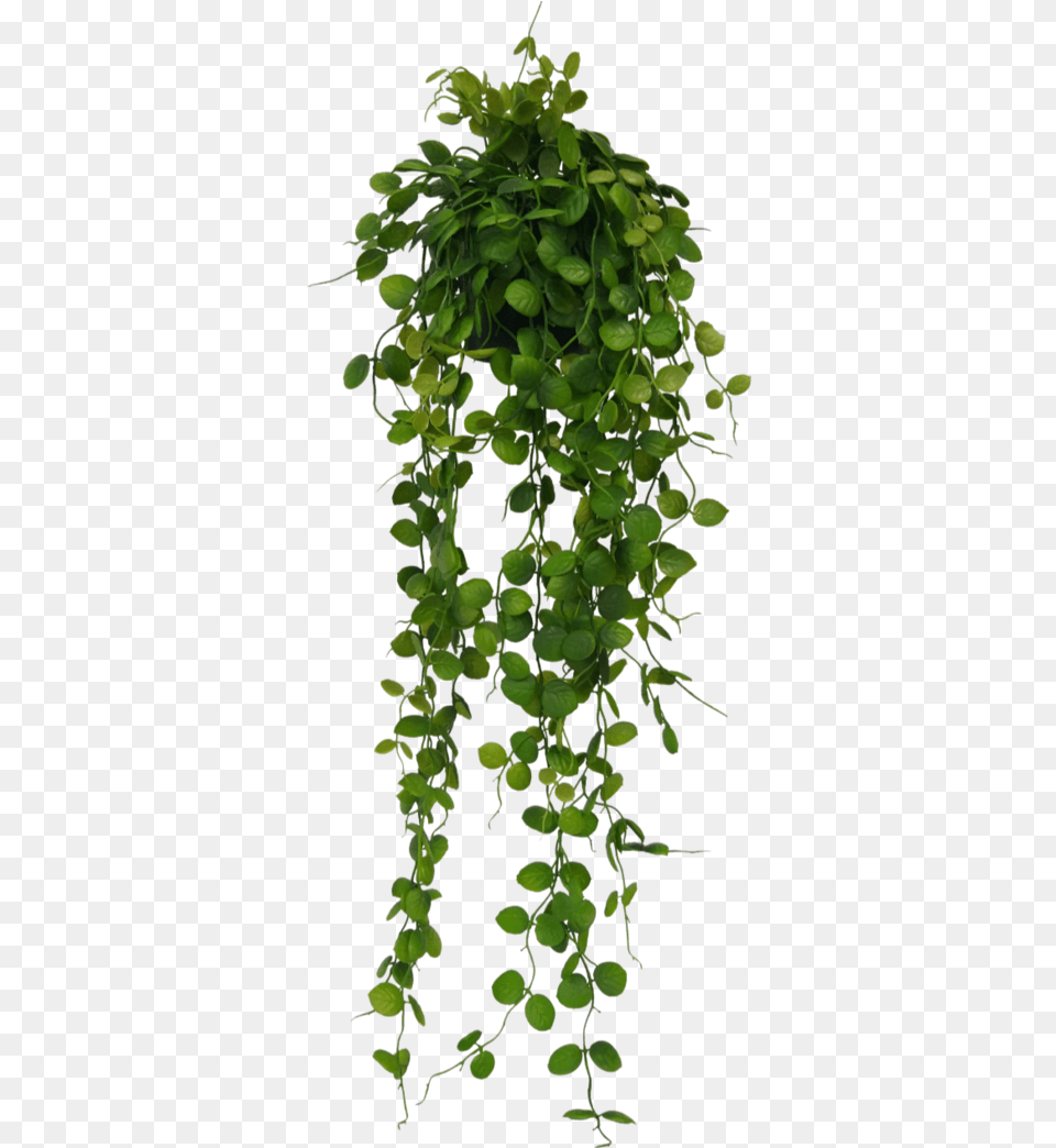 Maidenhair Tree, Leaf, Plant, Potted Plant, Vine Png Image