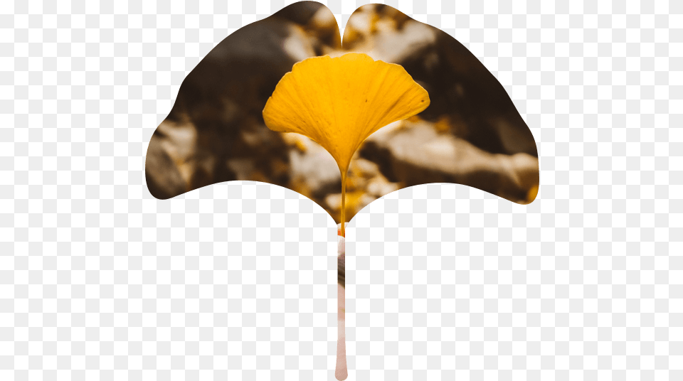 Maidenhair Tree, Flower, Leaf, Petal, Plant Png