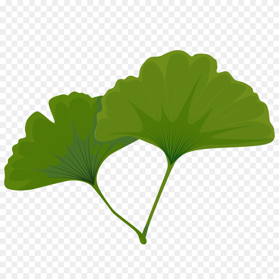 Maidenhair Tree Green Leaf Clipart, Plant, Flower, Geranium Free Png Download