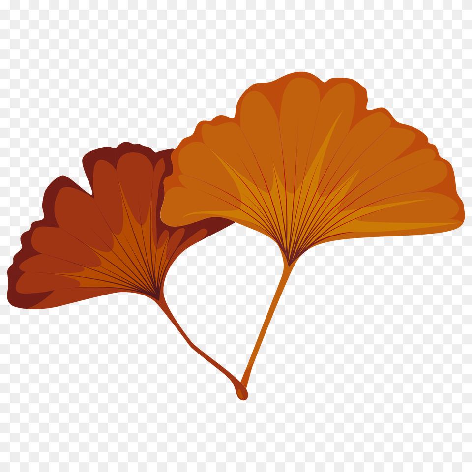 Maidenhair Tree Red Leaf Clipart, Flower, Plant, Hibiscus Png Image