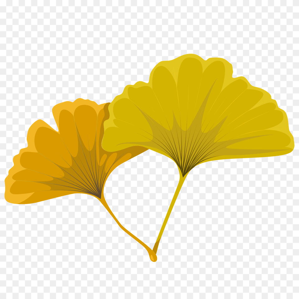 Maidenhair Tree Yellow Leaf Clipart, Flower, Petal, Plant Png Image