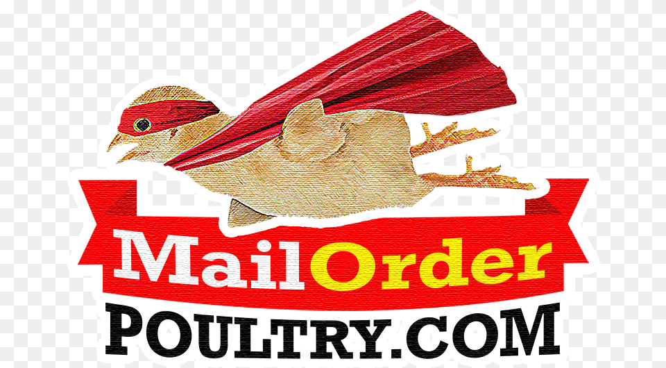 Mail Order Poultry, Advertisement, Poster, Animal, Fish Free Png
