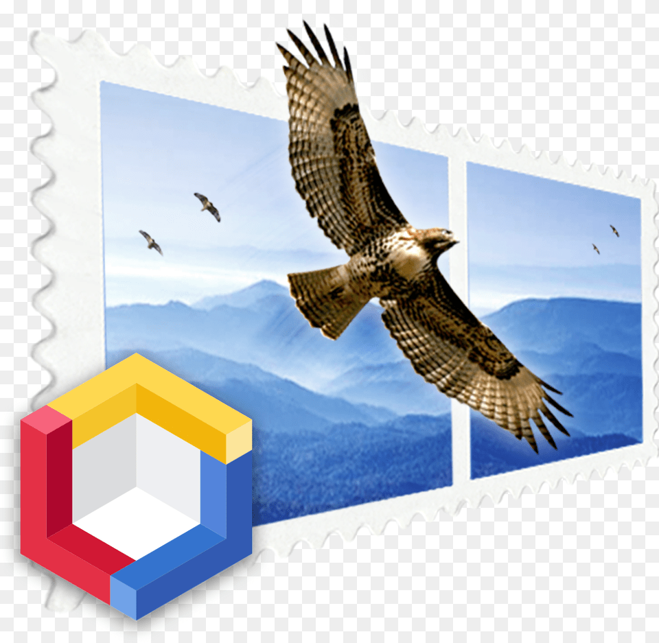 Mailsuite Falcon, Animal, Bird, Hawk, Buzzard Png Image