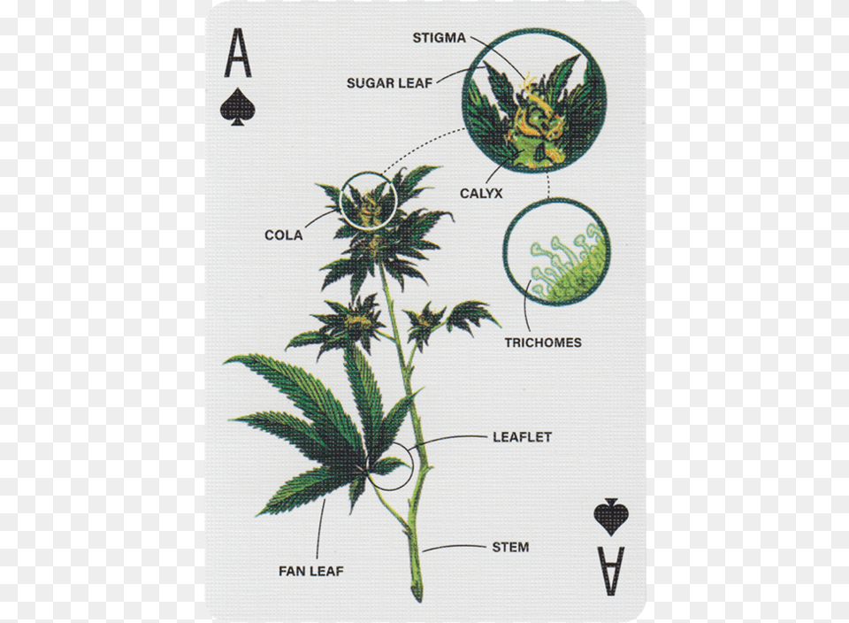 Main Aloe, Plant, Hemp, Weed, Food Free Png Download