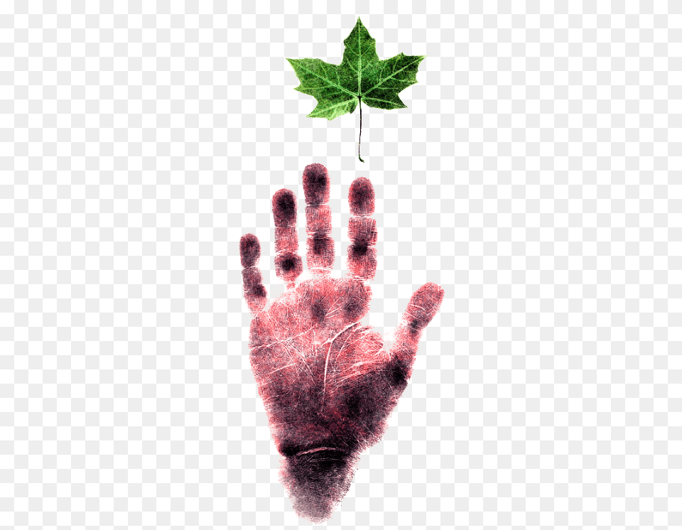 Main Content Poster, Leaf, Plant, Body Part, Finger Free Png Download