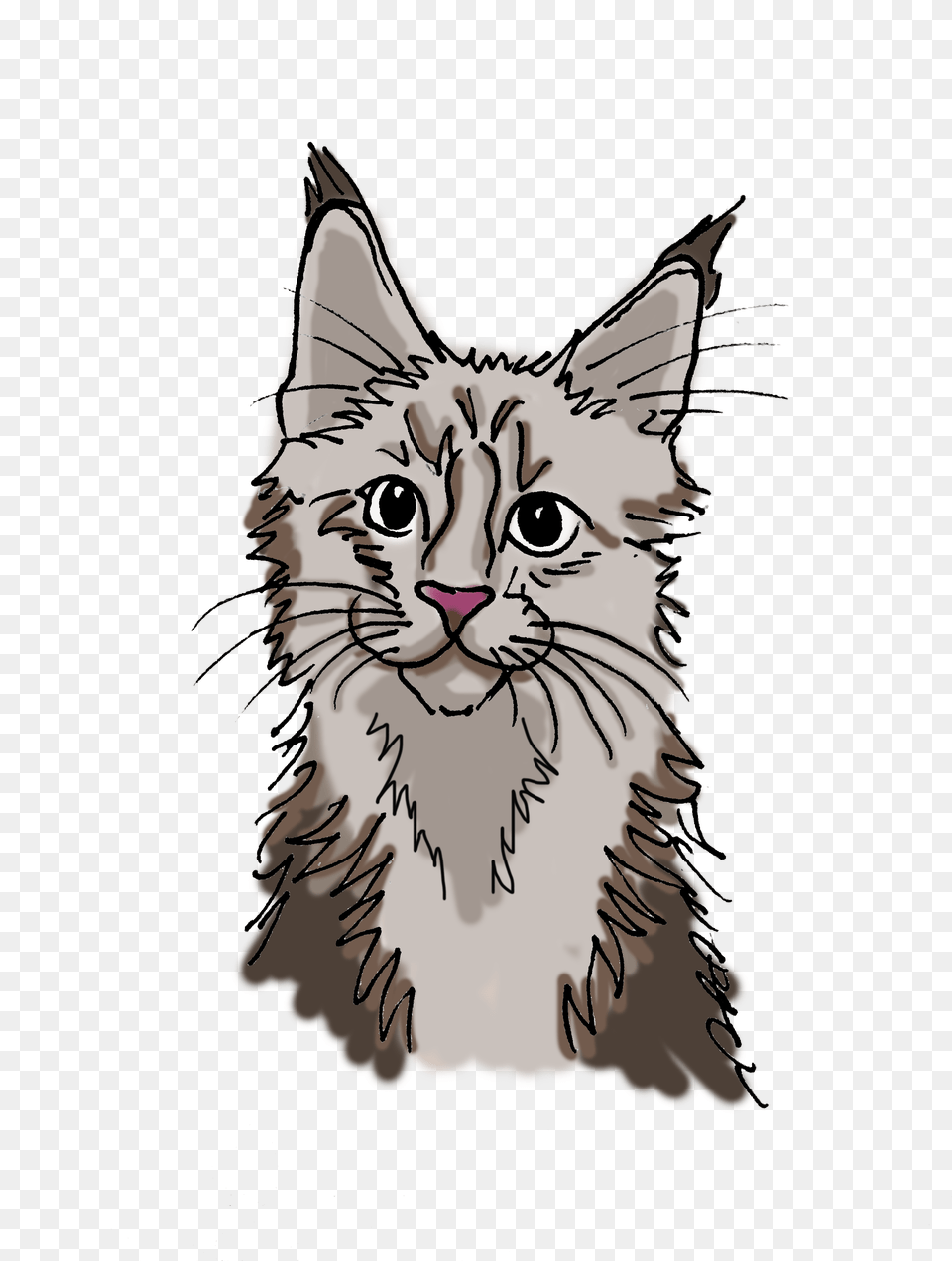 Main Coon Katze Cartoon, Art, Drawing, Person Free Png Download