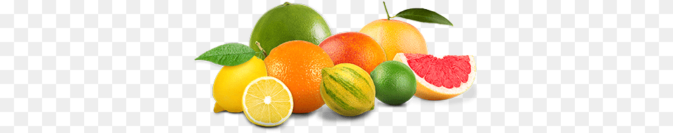 Main Demo, Citrus Fruit, Food, Fruit, Grapefruit Free Png Download