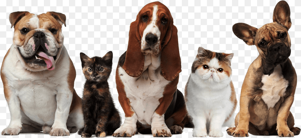 Main Dogs And 10 10 Pets Cats And Dogs, Animal, Canine, Dog, Mammal Png Image